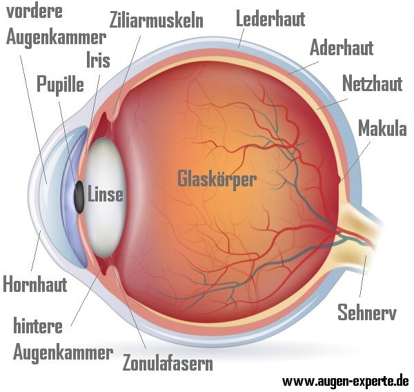 Auge Querschnitt